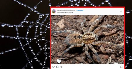Pająk Nosferatu. Czy może pojawić się w Polsce?