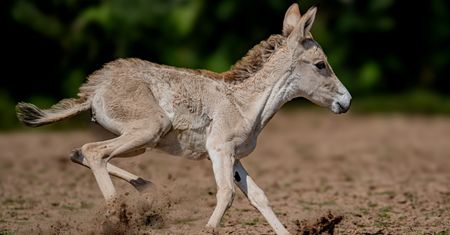 Na świat przyszło najrzadsze zwierzę na świecie. Zoo świętuje