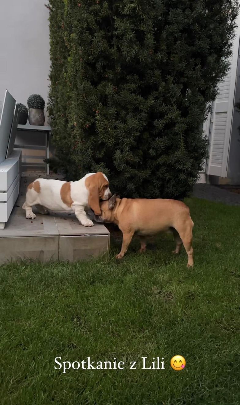 Nowy członek Gangu Majdana - William