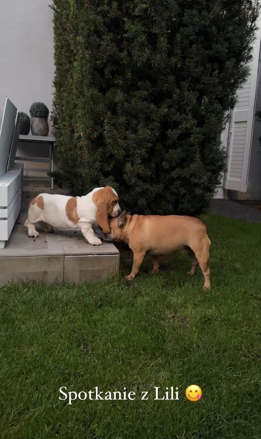 William z Gangu Majdana