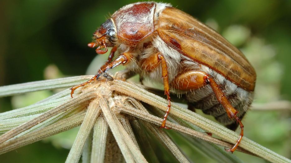 Guniak czerwczyk, czyli chrabąszcz. Inwazja owada, który budzi popłoch wśród dzieci i dorosłych