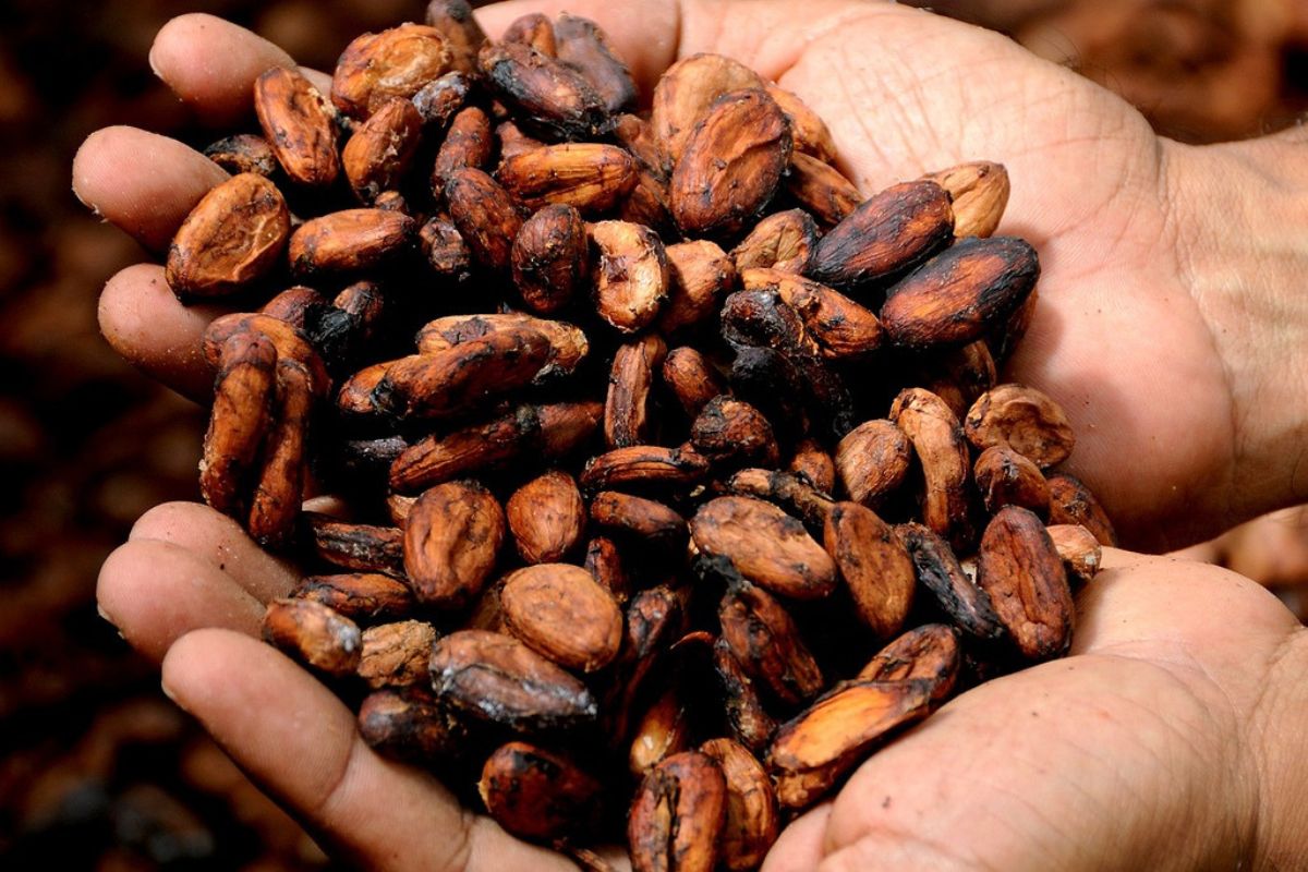 Dlaczego warto sięgać po kakao?