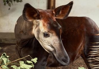 Zoo Opole nie kryje radości. "Po wielu latach starań"