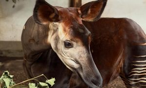 Zoo Opole nie kryje radości. "Po wielu latach starań"