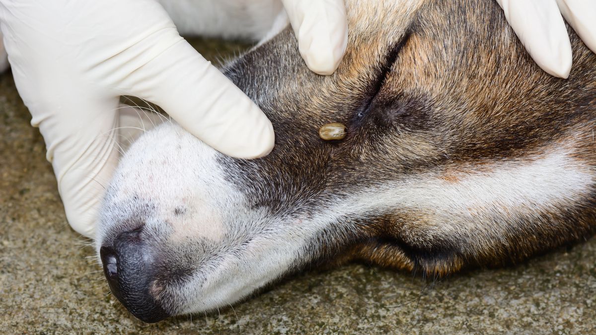 Jak uchronić psa przed kleszczami?