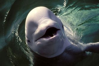 Wieloryb mógł być tajną bronią Putina. Ssaki morskie są od lat szkolone przez Rosjan