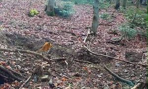 Niesie się ujęcie z Bieszczad. To nie dzieło AI. Aż przecierają oczy