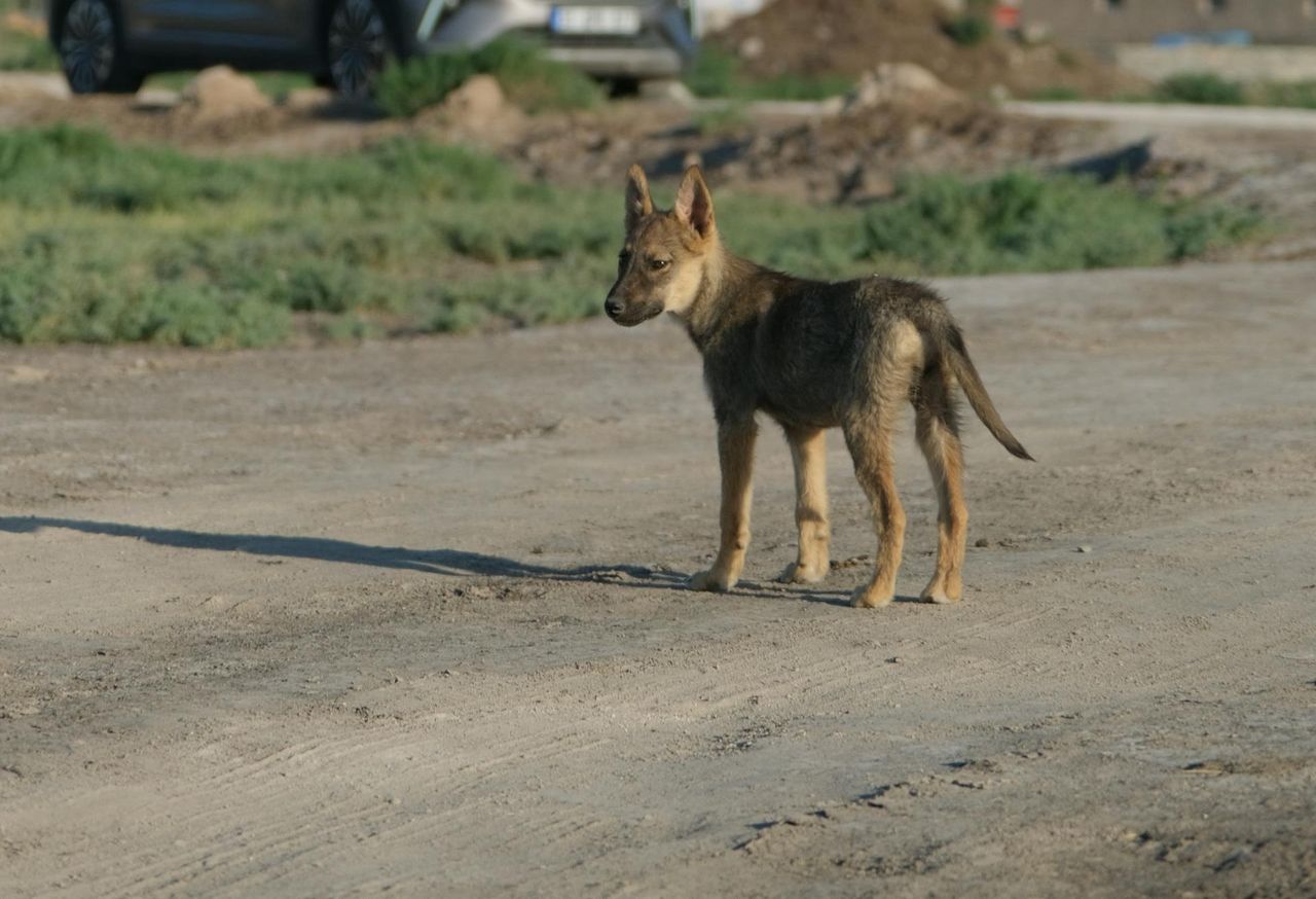 Zadrapał ją pies. Po powrocie z wakacji zmarła