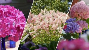 Hortensje na wiosnę. Już w marcu zadbaj, by pięknie kwitły w sezonie