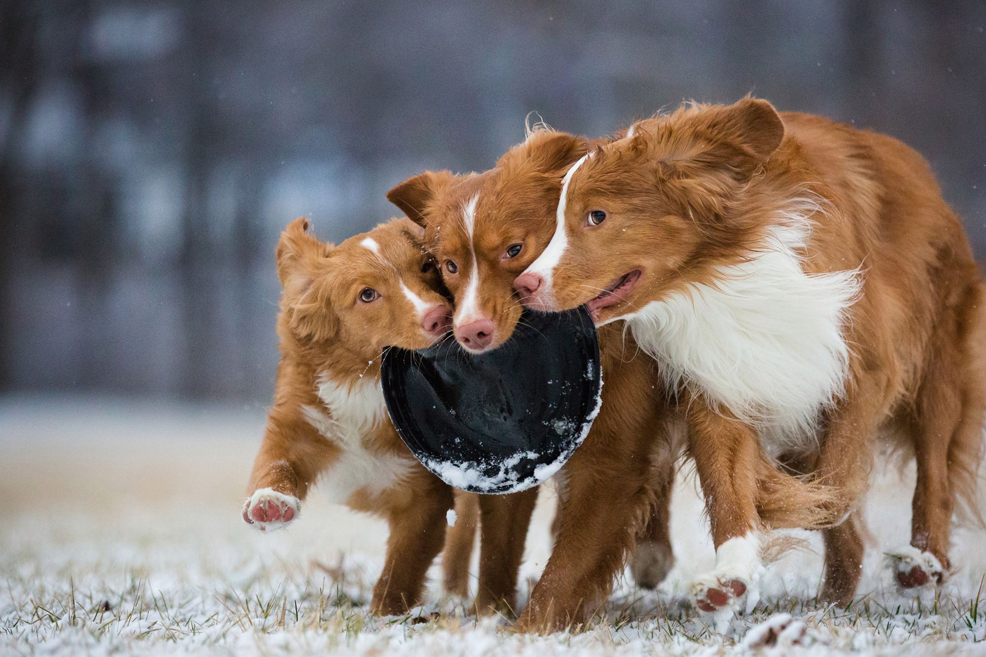 Najpiękniejsze zdjęcia psów w konkursie Dog Photographer of the Year 2018 23