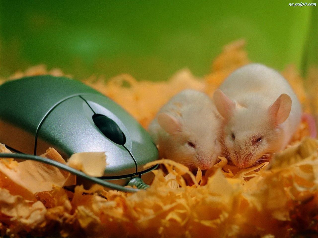 Gadżetomania TV: Historia komputerowej myszki
