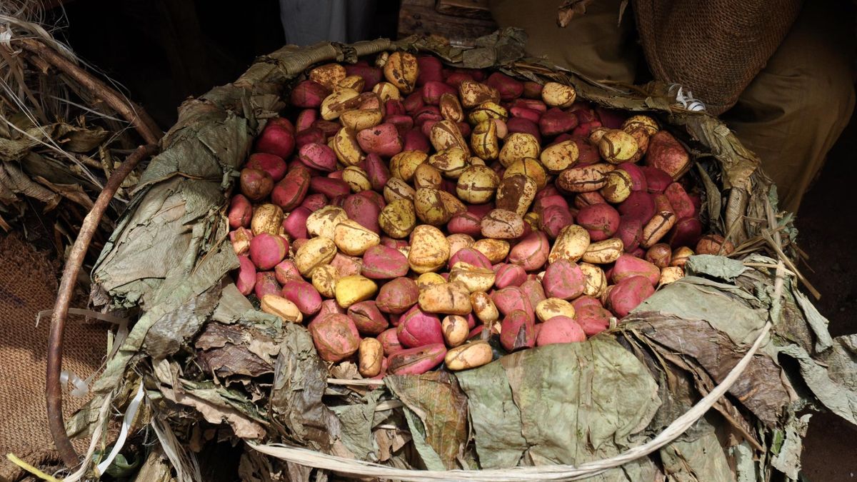 Orzechy kola dodadzą energii