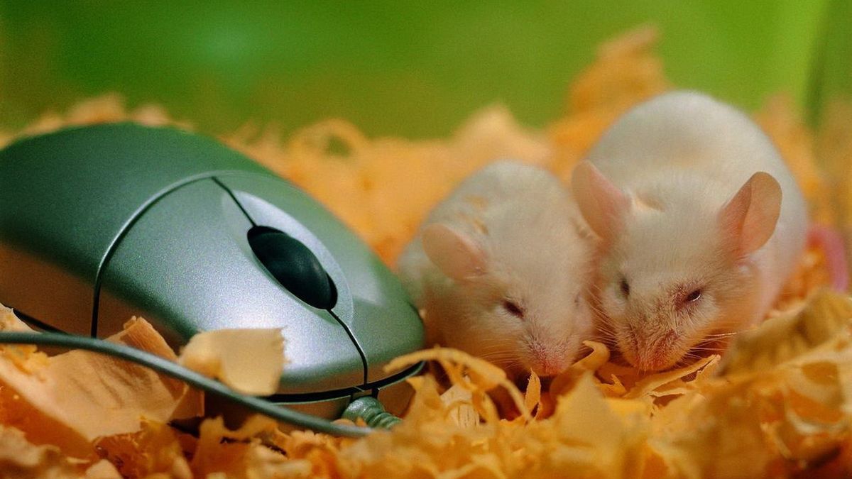 Gadżetomania TV: Historia komputerowej myszki 1