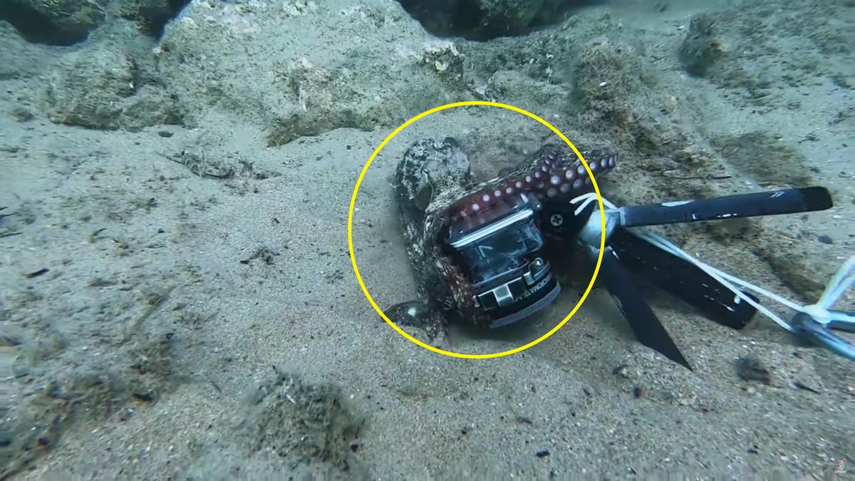 Ciekawska ośmiornica chciała zostać fotografem. Próbowała zabrać GoPro 1
