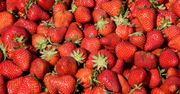 Ceny truskawek 2021. Po ile kg polskich truskawek? Cena zwala z nóg