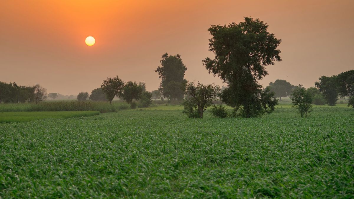 Pakistan chce zasadzić aż 10 miliardów drzew, by walczyć ze zmianami klimatu