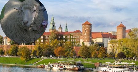Krakowski urząd wynajął owcę. Zapłacono więcej niż zarabia kierowca MPK