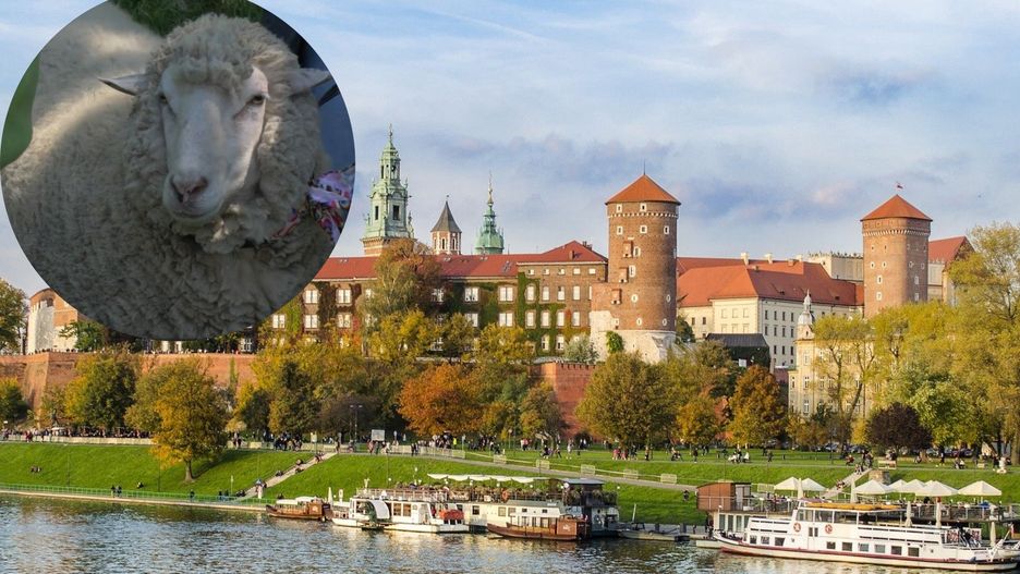 Wiceprezydent na konferencji pod Wawelem pojawił się z owcą
