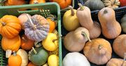 Co za wybór! Przegląd nietypowych odmian dyni