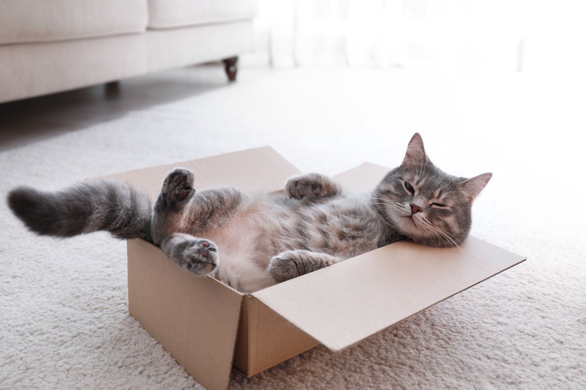 Cute grey tabby cat in cardboard box on floor at home
adorable, alone, animal, background, beautiful, box, cardboard, care, carnivore, carpet, carton, cat, curious, cute, domestic, feline, floor, fluffy, friend, funny, fur, game, gift, grey, hairy, happy, home, indoors, kitten, kitty, lazy, lovely, lying, meow, one, paper, pet, playful, playing, purr, relax, resting, room, surprise, sweet, tabby, adorable, alone, animal, background, beautiful, box, cardboard, care, carnivore, carpet, carton, cat, curious, cute, domestic, feline, floor, fluffy, friend, funny, fur, game, gift, grey, hairy, happy, home, indoors, kitten, kitty, lazy, lovely, lying, meow, one, paper, pet, playful, playing, purr, relax, resting, room, surprise, sweet, tabby