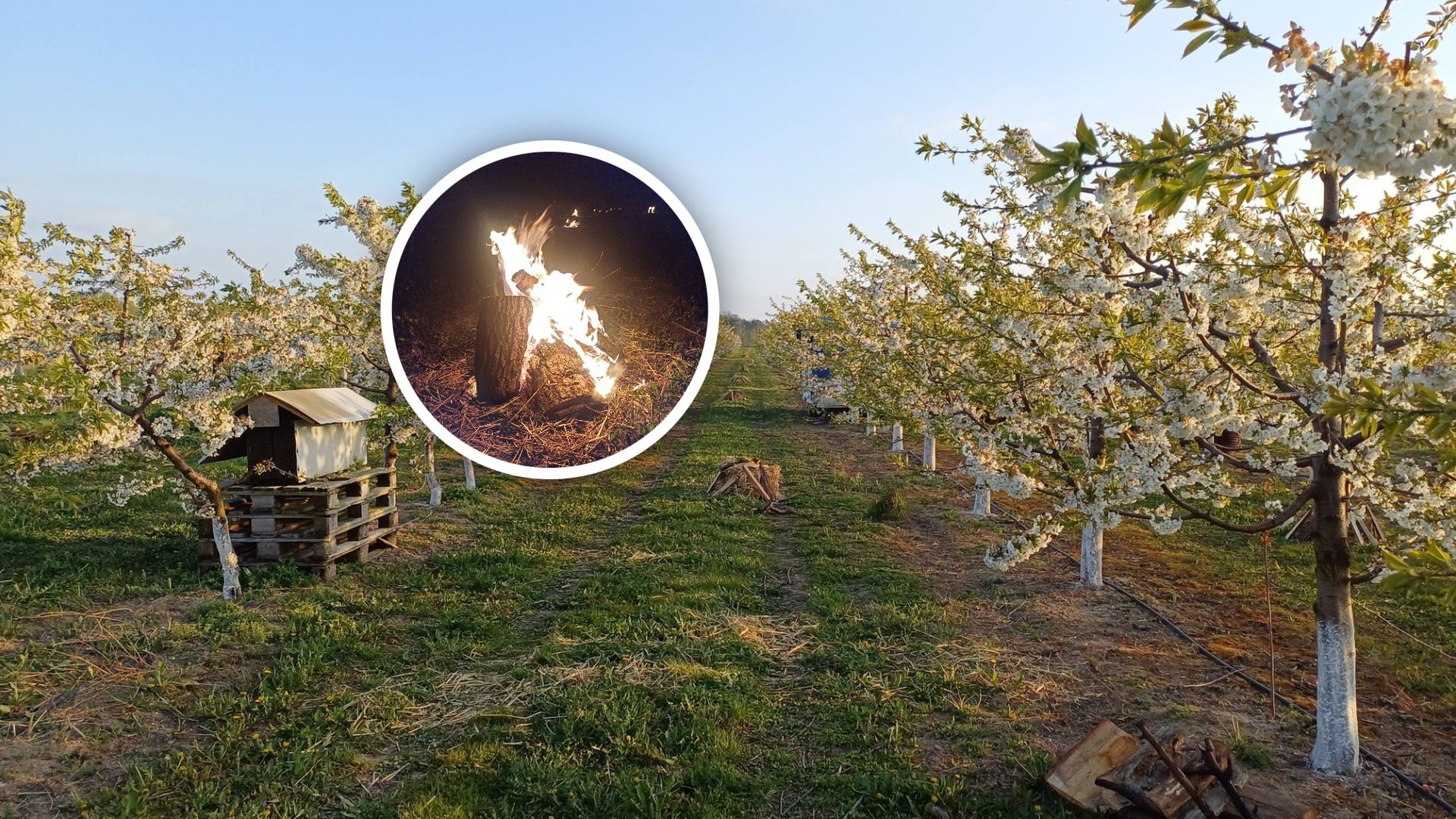 Nierówna walka z przymrozkami. "Rozpaliliśmy około 100 ognisk"