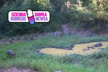 Wilcza "szkoła" ruszyła. Leśnicy pokazali nagranie