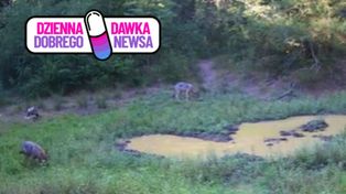 Wilcza "szkoła" ruszyła. Leśnicy pokazali nagranie