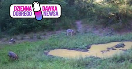Wilcza "szkoła" ruszyła. Leśnicy pokazali nagranie