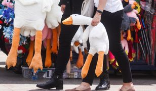 Gęś Pipa "obsesją" Polaków. Była powodem awantury we Wrocławiu