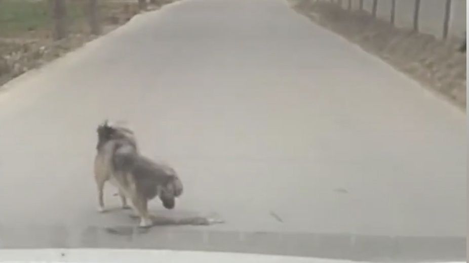 Pies wracał do swojego przyjaciela