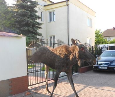 Potrafią wdeptać człowieka w ziemię. Łosie opanowały polskie miasto