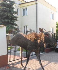 Potrafią wdeptać człowieka w ziemię. Łosie opanowały polskie miasto