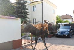 Potrafią wdeptać człowieka w ziemię. Łosie opanowały polskie miasto