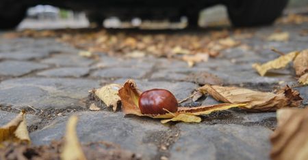 Kierowco – uważaj, gdzie parkujesz. Lepiej nie rób tego pod tym drzewem. Może cię to sporo kosztować