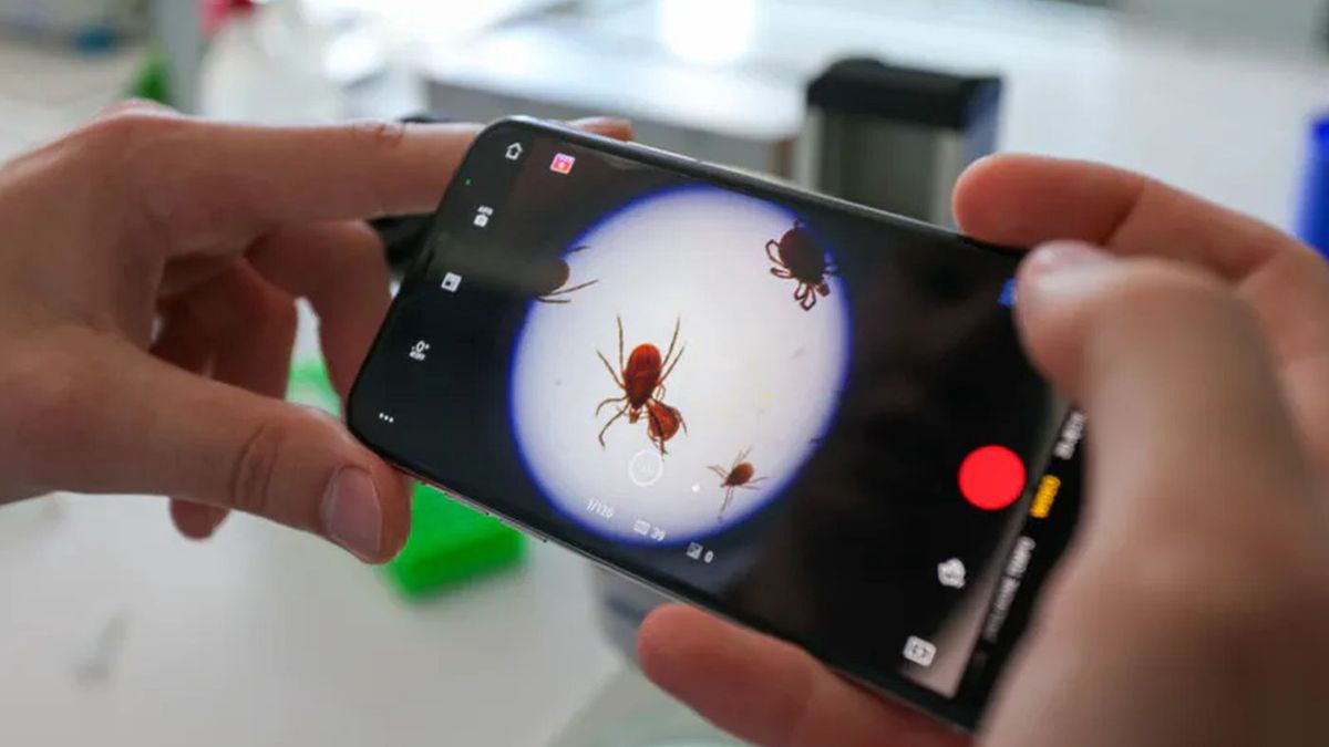 Powstaje europejska aplikacja do monitoringu kleszczy