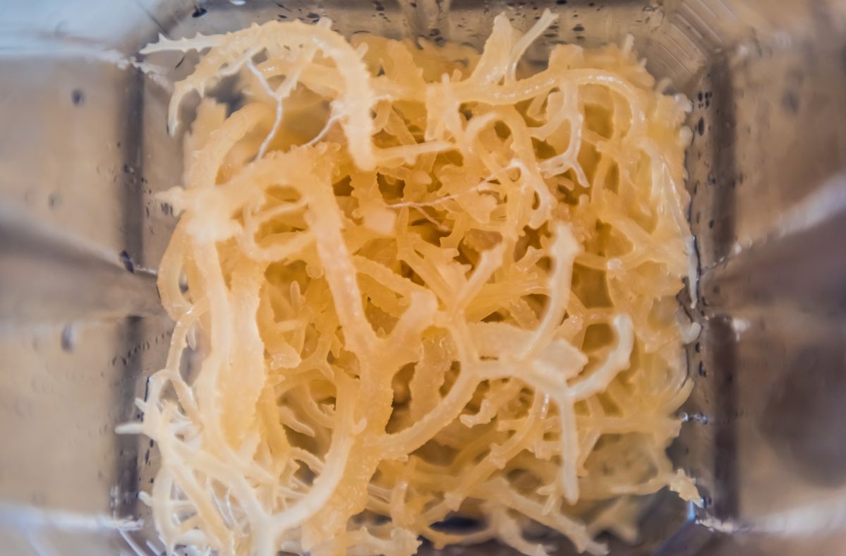 Influencers are delighted with the effects of sea moss.