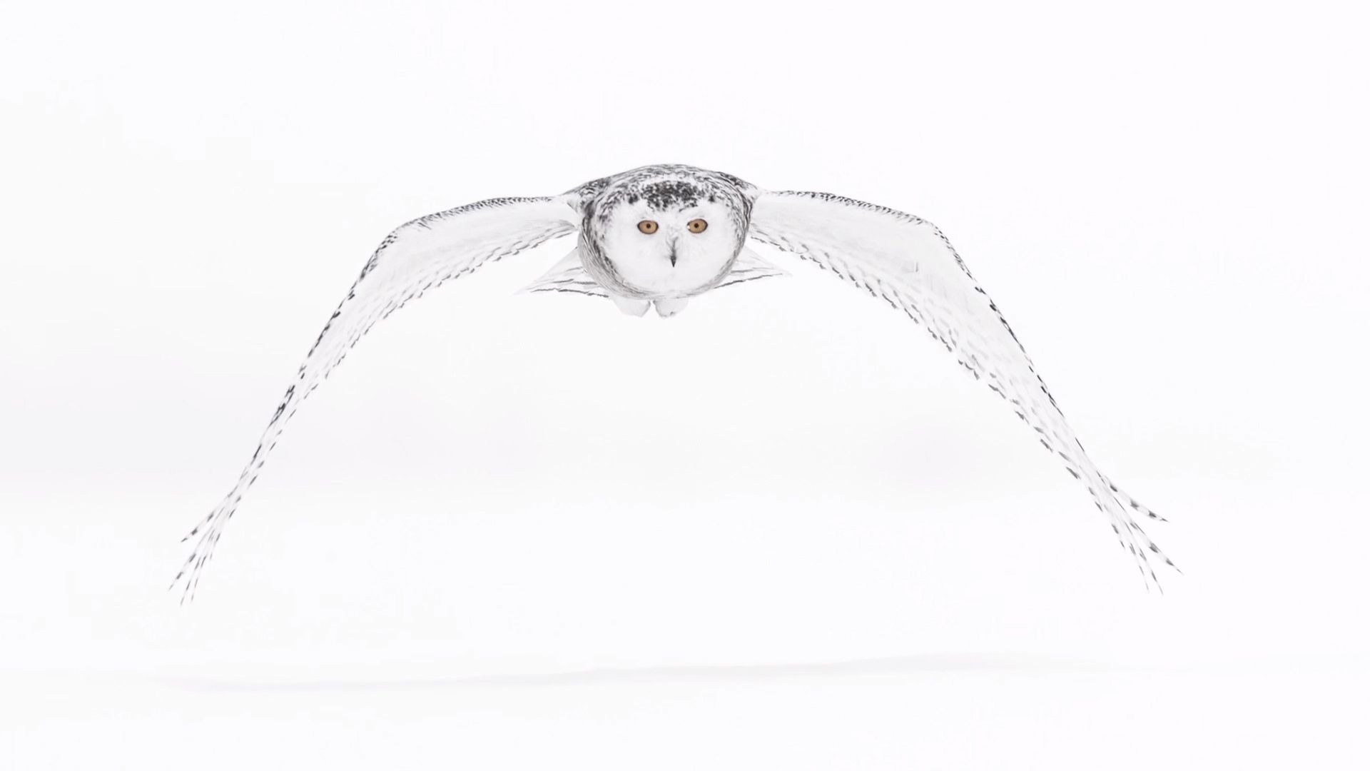 Vincent Munier pokazuje czym jest arktyczne piękno 3