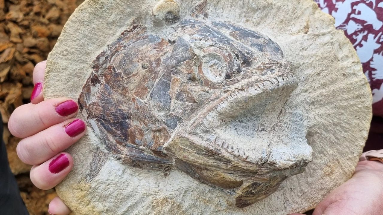 Wyjątkowe odkrycie w Wielkiej Brytanii. Trójwymiarowa skamielina ryby wygląda jak żywa