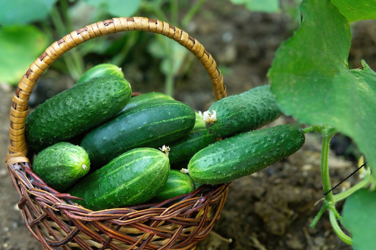 A basket full of healthy cucumbers.