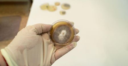 Gronkowiec skórny – jak można się zarazić i jakie choroby wywołuje?