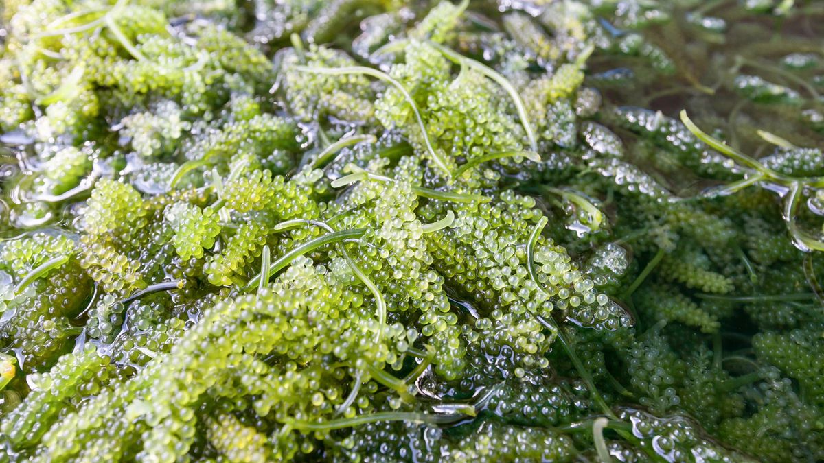 Japończycy chętnie jedzą wodorosty