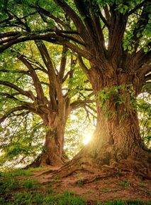 Genetically altered trees to keep planet clean. Can they help fight climate crisis?