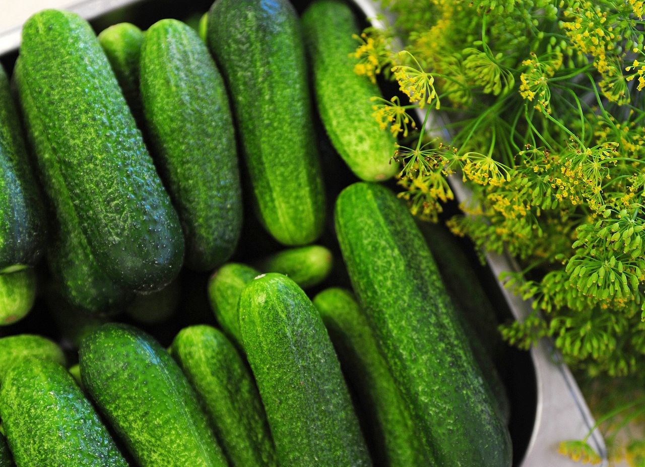 Salmonella outbreak in USA: Contaminated cucumbers hit 31 states