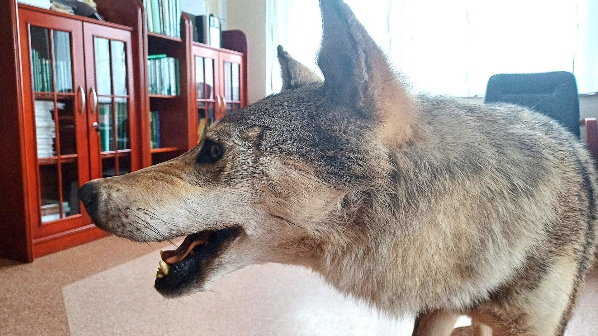 Wypreparowany wilk, który zginął w wyniku potrącenia przez auto