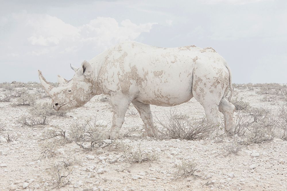 Oto zwycięzcy konkursu Sony World Photography Awards 2016 12
