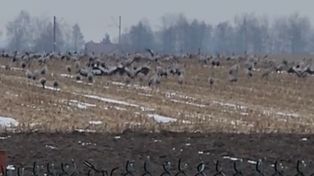 Były ich setki. Nagrała na polu. "Nigdy nie widziałam"