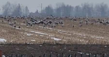 Były ich setki. Nagrała na polu. "Nigdy nie widziałam"