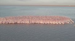 Jezioro pełne flamingów. Niebywałe nagranie z Kazachstanu