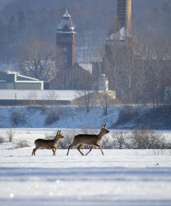 Dzikie zwierzęta na drogach. Trzy kolizje w kilka dni