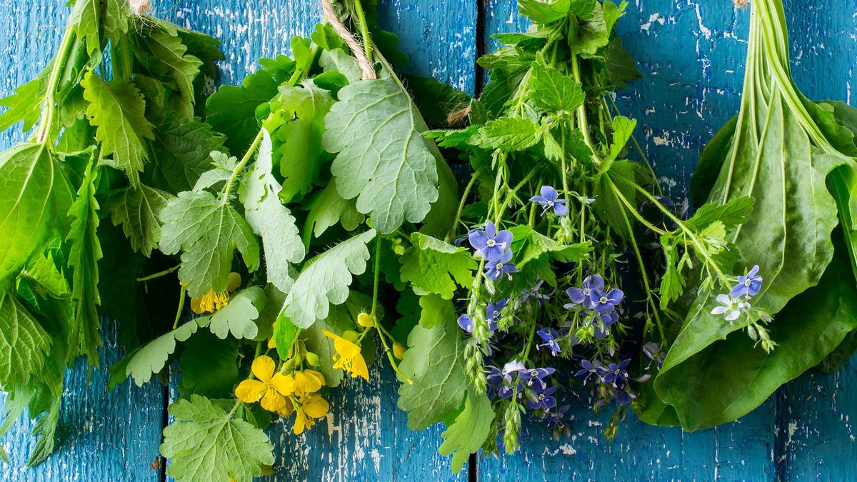 Herbs are dried on the clotheslineHerbs in bunches (nettle, celandine, Veronica Chamaedrys, plantain) are dried on a rope on a blue wooden background13-SmileShaggy, Celandine, Inflorescence, Vibrant Color, Plantain, Blossom, Poisonous, Herbal Medicine, Wicker, Grass, Petal, Stinging Nettle, Backgrounds, Freshness, Fragility, Care, Multi Colored, Yellow, Brown, Colors, Healthcare And Medicine, Botany, Nature, Leaf, Branch, Stem, Bouquet, Plant, Summer, Season, Medicine, Basket, Table, curative, diuretic, anti-inflammatory, Veronica Chamaedrys